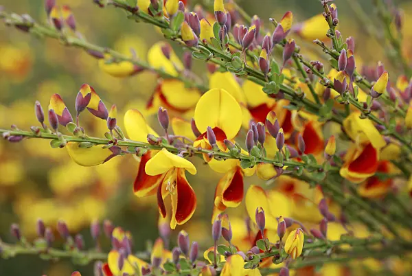472173 - Common broom (Cytisus scoparius)