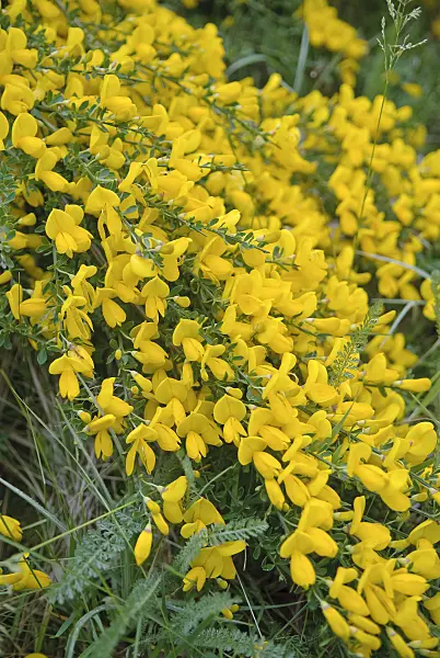 490056 - Common broom (Cytisus scoparius)