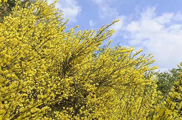 496009 - Common broom (Cytisus scoparius)