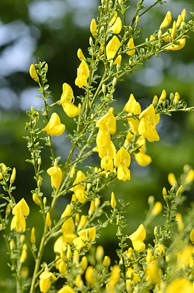 520435 - Common broom (Cytisus scoparius)