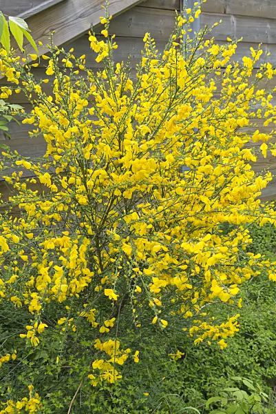 544152 - Common broom (Cytisus scoparius)