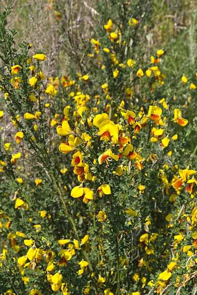 556114 - Common broom (Cytisus scoparius)