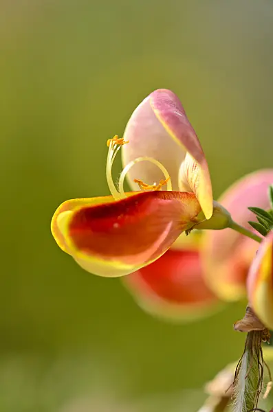 533434 - Common broom (Cytisus scoparius 'Goldfinch')