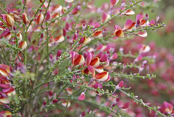 502185 - Common broom (Cytisus scoparius 'Red Wings')
