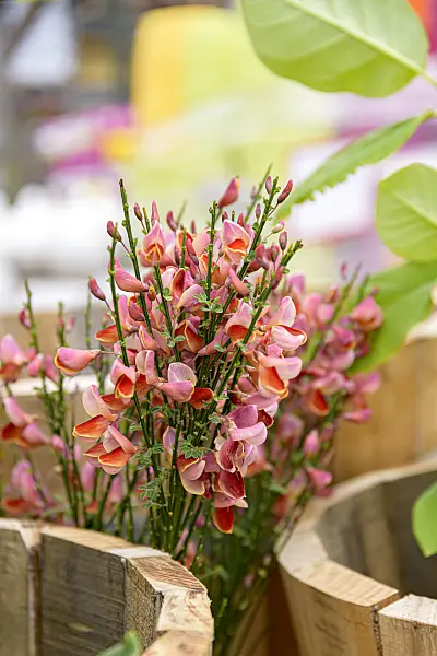 607039 - Common broom (Cytisus scoparius 'Roter Favorit')