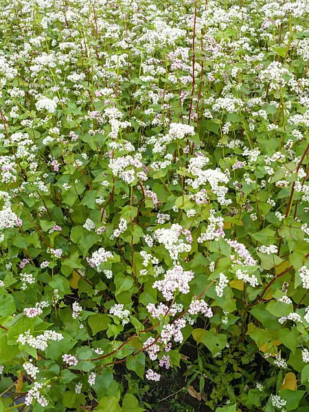 462152 - Common buckwheat (Fagopyrum esculentum)
