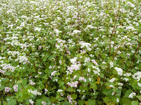 462153 - Common buckwheat (Fagopyrum esculentum)