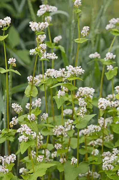 521524 - Common buckwheat (Fagopyrum esculentum)