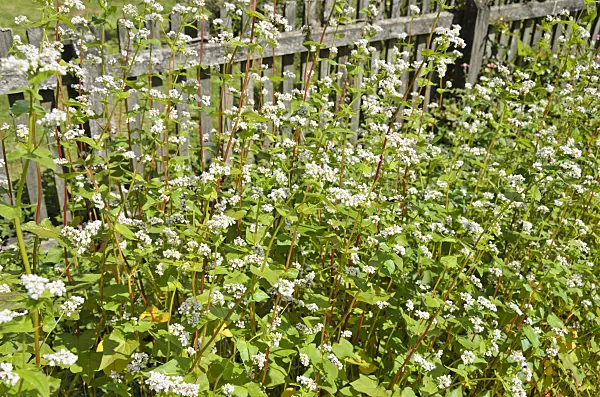 535046 - Common buckwheat (Fagopyrum esculentum)