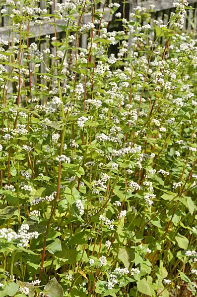 535047 - Common buckwheat (Fagopyrum esculentum)