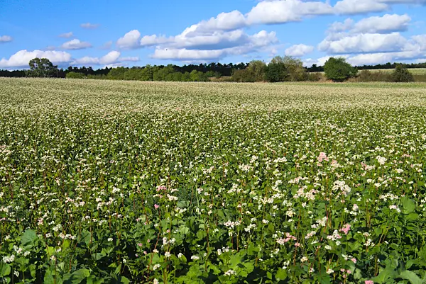 671007 - Common buckwheat (Fagopyrum esculentum)
