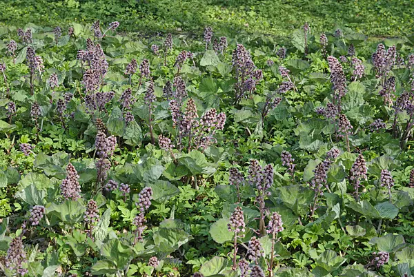 479055 - Common butterbur (Petasites hybridus)