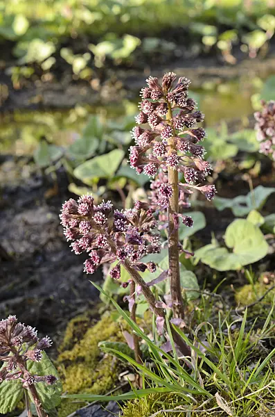 507080 - Common butterbur (Petasites hybridus)
