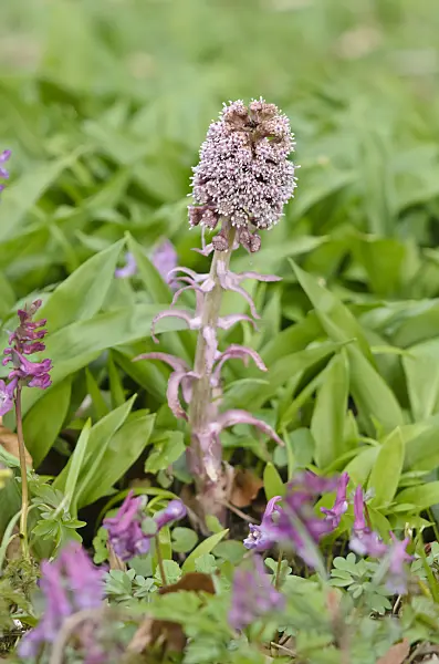 543006 - Common butterbur (Petasites hybridus)