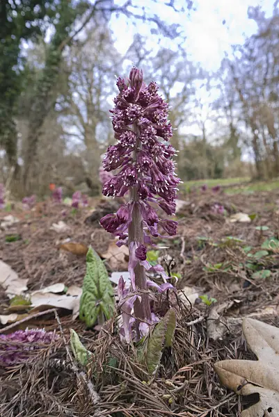566093 - Common butterbur (Petasites hybridus)