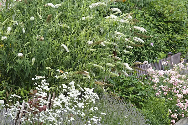 474326 - Common butterfly bush (Buddleja davidii)