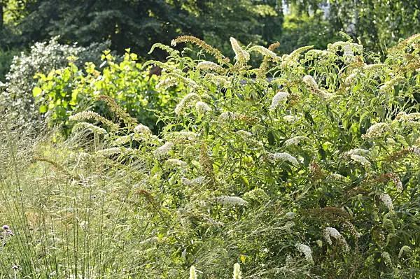 474409 - Common butterfly bush (Buddleja davidii)