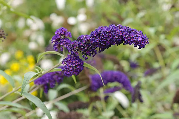 475140 - Common butterfly bush (Buddleja davidii)