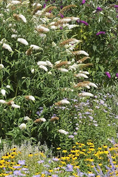 487138 - Common butterfly bush (Buddleja davidii)