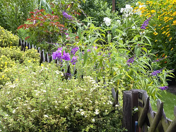 474298 - Common butterfly bush (Buddleja davidii) and cinquefoil (Potentilla)