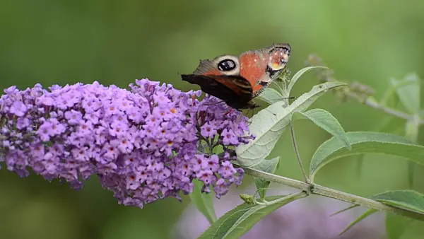 500119 - Common butterfly bush (Buddleja davidii) and peacock butterfly (Inachis io)