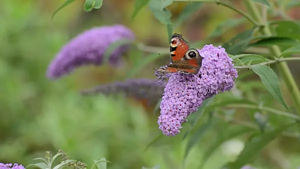 500120 - Common butterfly bush (Buddleja davidii) and peacock butterfly (Inachis io)