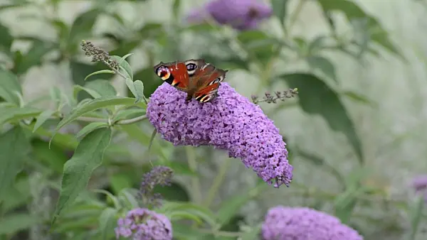 500122 - Common butterfly bush (Buddleja davidii) and peacock butterfly (Inachis io)