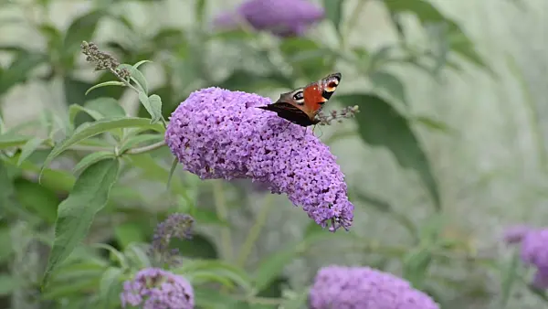 500123 - Common butterfly bush (Buddleja davidii) and peacock butterfly (Inachis io)