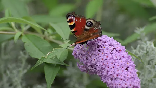 500124 - Common butterfly bush (Buddleja davidii) and peacock butterfly (Inachis io)