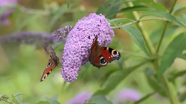 500125 - Common butterfly bush (Buddleja davidii) and peacock butterfly (Inachis io)