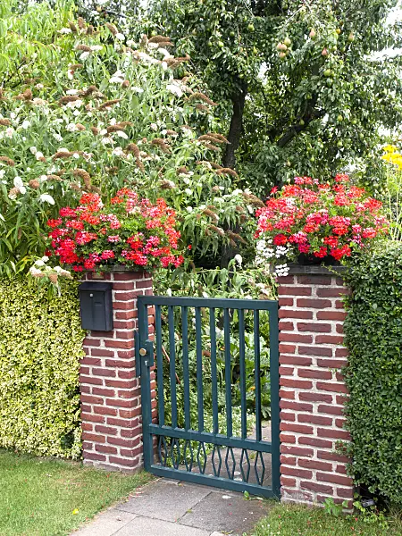 475146 - Common butterfly bush (Buddleja davidii) and pelargonium (Pelargonium) at a garden door