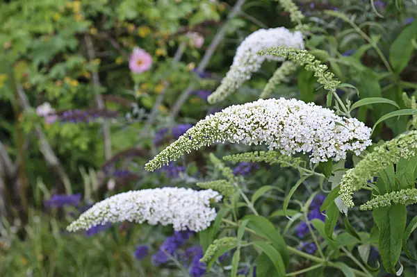 474415 - Common butterfly bush (Buddleja davidii 'Black Knight')