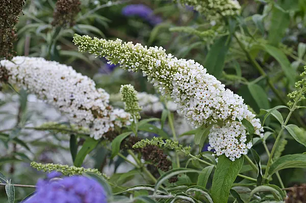 474416 - Common butterfly bush (Buddleja davidii 'Black Knight')