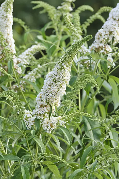 487023 - Common butterfly bush (Buddleja davidii 'Black Knight')