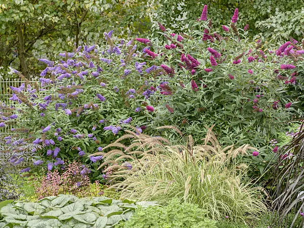 547097 - Common butterfly bush (Buddleja davidii 'Buzz Blue' and Buddleja davidii 'Buzz Velvet')