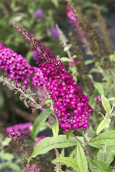 638041 - Common butterfly bush (Buddleja davidii 'Buzz Hot Raspberry')
