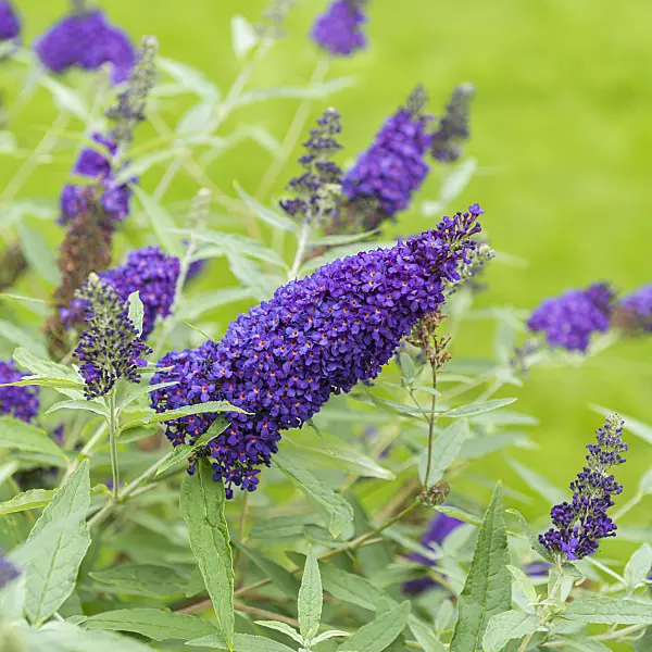 651127 - Common butterfly bush (Buddleja davidii 'Buzz Indigo')