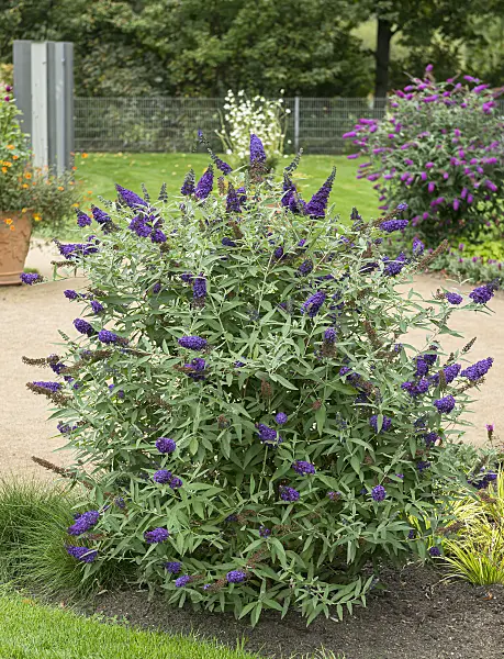 651128 - Common butterfly bush (Buddleja davidii 'Buzz Indigo')
