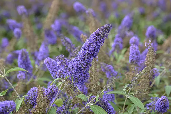 575031 - Common butterfly bush (Buddleja davidii 'Ellens Blue')