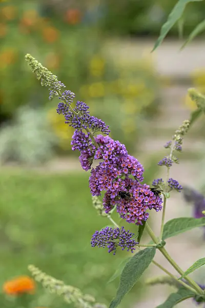 575030 - Common butterfly bush (Buddleja davidii 'Flower Power')