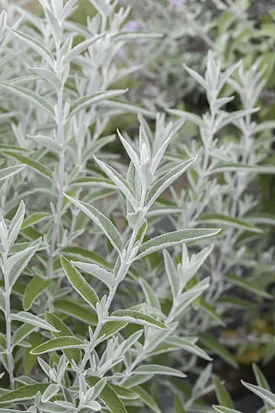 635020 - Common butterfly bush (Buddleja davidii 'Morning Mist' syn. Buddleja davidii 'Silver Anniversary')
