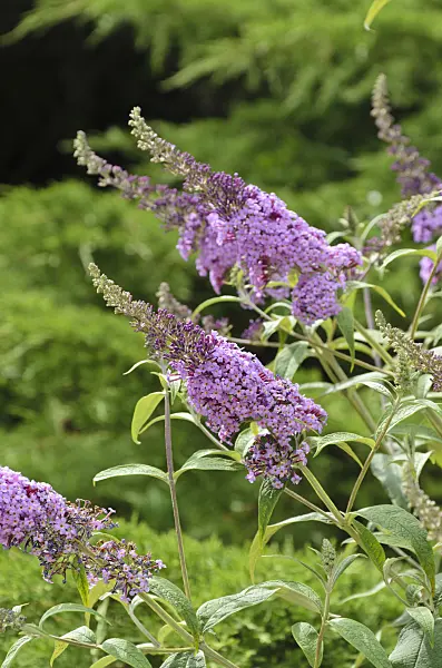 497332 - Common butterfly bush (Buddleja davidii 'Nanho Purple')
