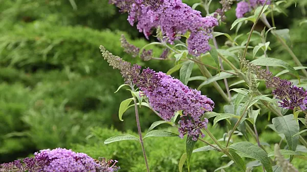 497338 - Common butterfly bush (Buddleja davidii 'Nanho Purple')