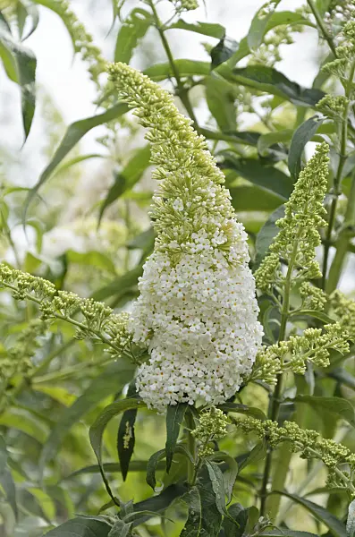 571028 - Common butterfly bush (Buddleja davidii 'Peace')