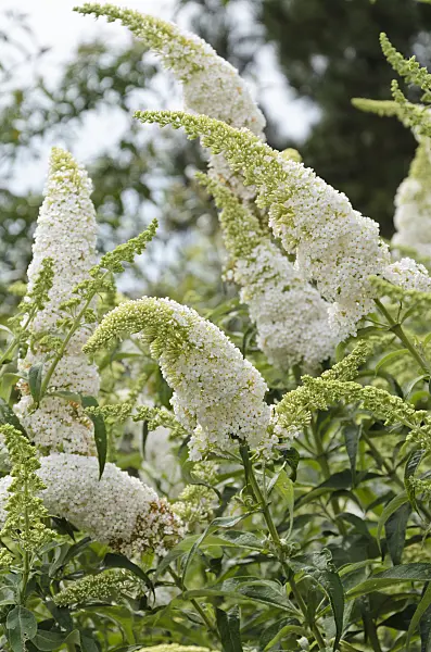 571029 - Common butterfly bush (Buddleja davidii 'Peace')