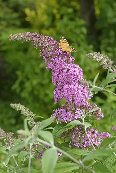517149 - Common butterfly bush (Buddleja davidii 'Pink Delight') and painted lady (Vanessa cardui)