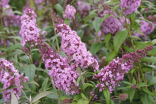 535264 - Common butterfly bush (Buddleja davidii 'Rêve de Papillon')