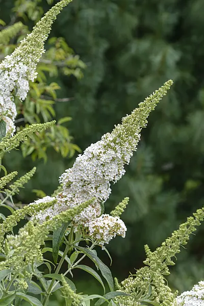 575032 - Common butterfly bush (Buddleja davidii 'White Bouquet')
