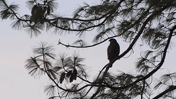 513162 - Common buzzard (Buteo buteo) and pine (Pinus)
