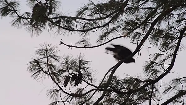 513163 - Common buzzard (Buteo buteo) and pine (Pinus)